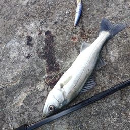 セイゴ（マルスズキ）