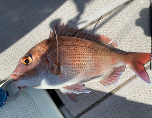 マダイの釣果