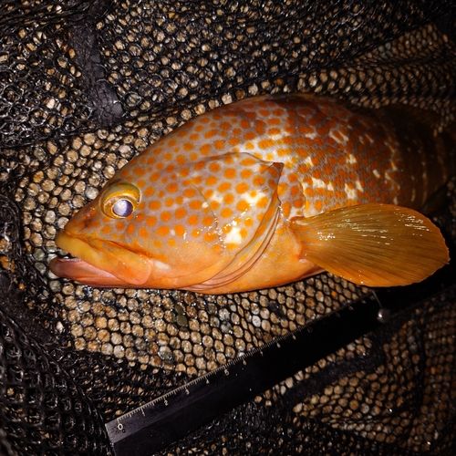 キジハタの釣果