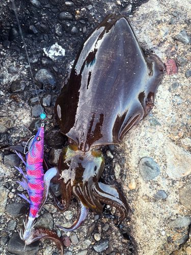 アオリイカの釣果