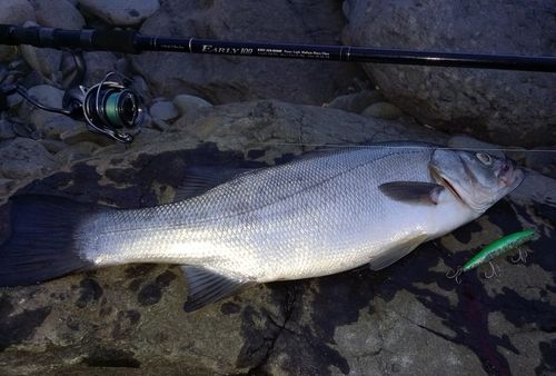 ヒラスズキの釣果