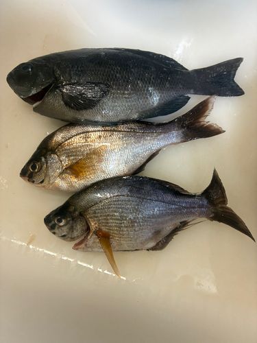メジナの釣果