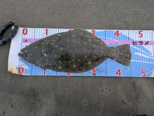 ヒラメの釣果