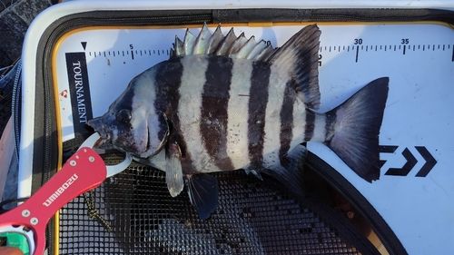 イシダイの釣果