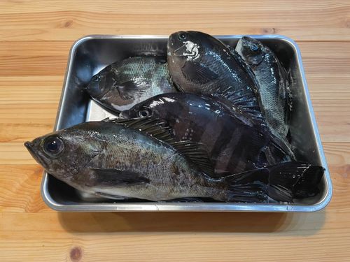 メバルの釣果