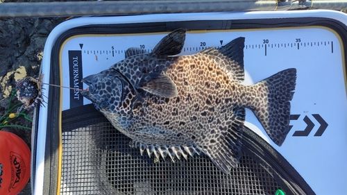 イシガキダイの釣果