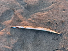 ダツの釣果