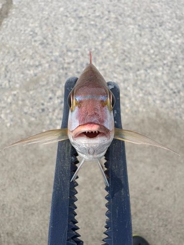 チャリコの釣果