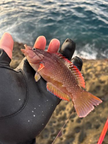 アカササノハベラの釣果