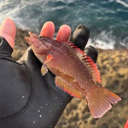 アカササノハベラ