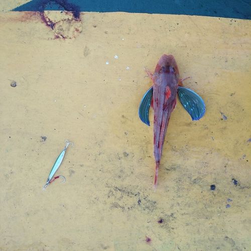 ホウボウの釣果