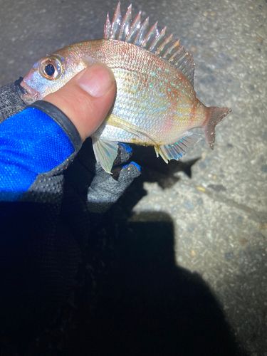 チャリコの釣果