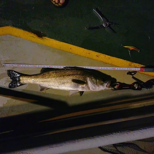 シーバスの釣果