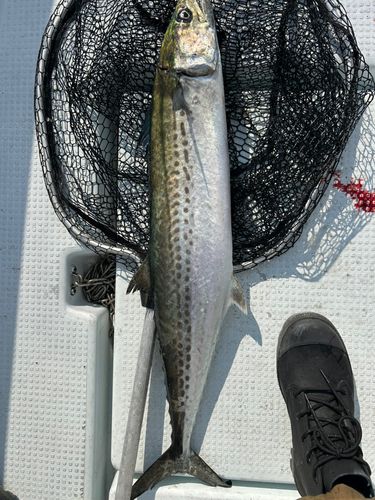 サワラの釣果