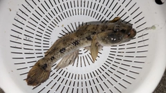 ウロハゼの釣果