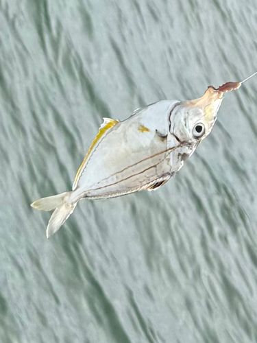 ヒイラギの釣果