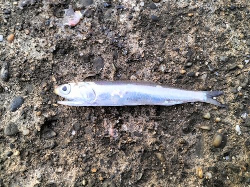 カタクチイワシの釣果