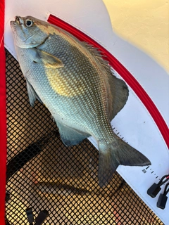 イスズミの釣果