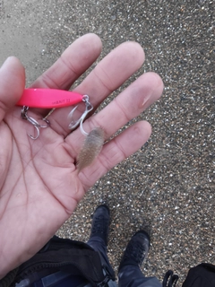 ウシノシタの釣果