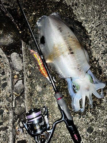 アオリイカの釣果