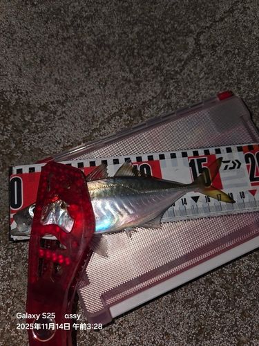 マアジの釣果