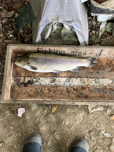 ニジマスの釣果