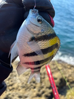 オヤビッチャの釣果
