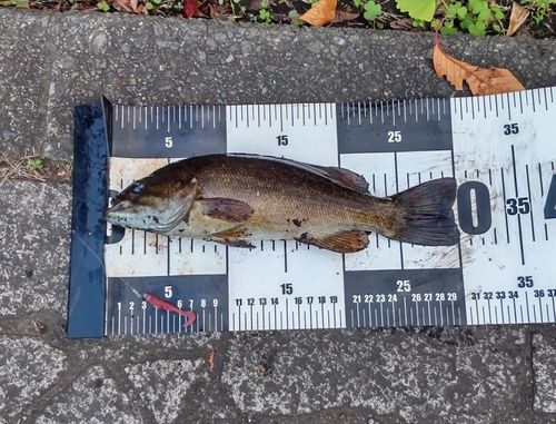 スモールマウスバスの釣果
