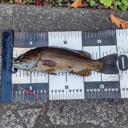 スモールマウスバス