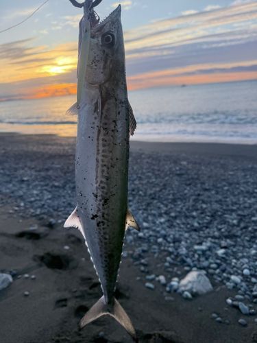 サゴシの釣果