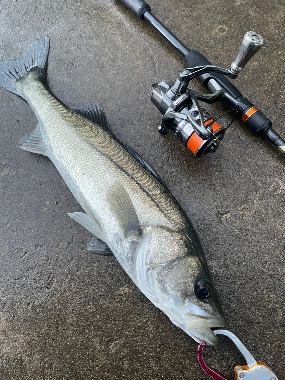 APIA ブルート' TP 77ML FINESSEの最安値・インプレ・釣果 | 本音