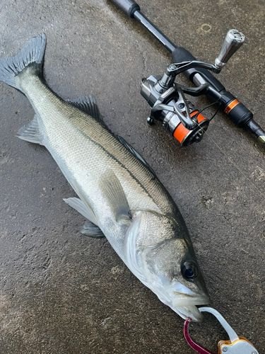 シーバスの釣果