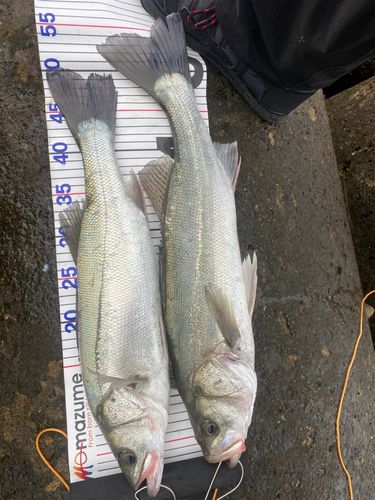 シーバスの釣果