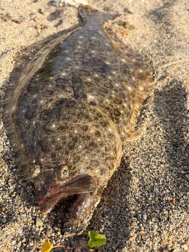 ヒラメの釣果