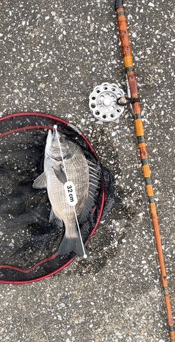 クロダイの釣果