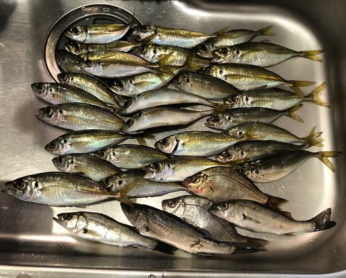 大黒海づり施設