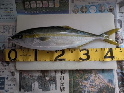 フクラギの釣果