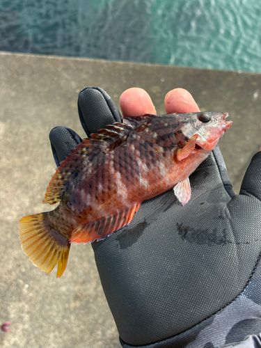 アカササノハベラの釣果