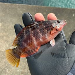 アカササノハベラ