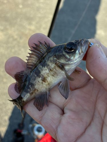 メバルの釣果