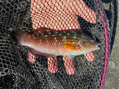 ホシササノハベラの釣果