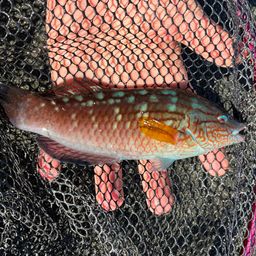 ホシササノハベラ