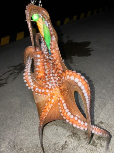 タコの釣果