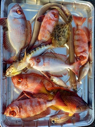 キントキダイの釣果