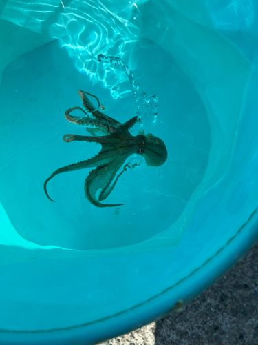 タコの釣果