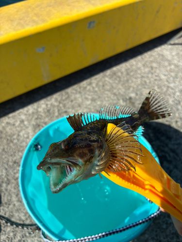アナハゼの釣果