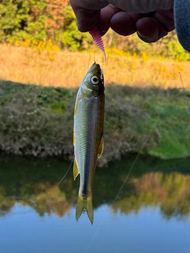 カワムツの釣果