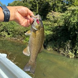 スモールマウスバス