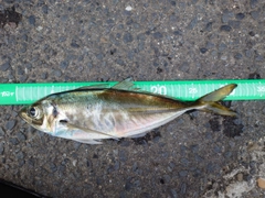 マアジの釣果