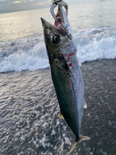 サゴシの釣果